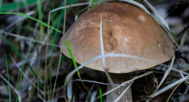 Hřiby - bohatý poklad smíšených lesů